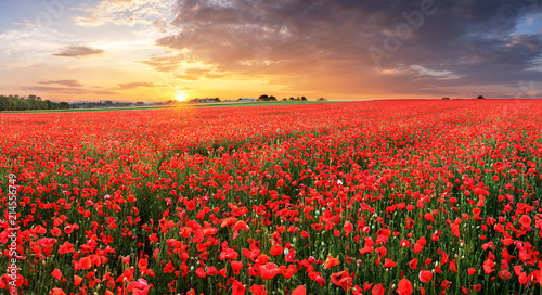 Poppy flowers meadow and nice sunset scene photo