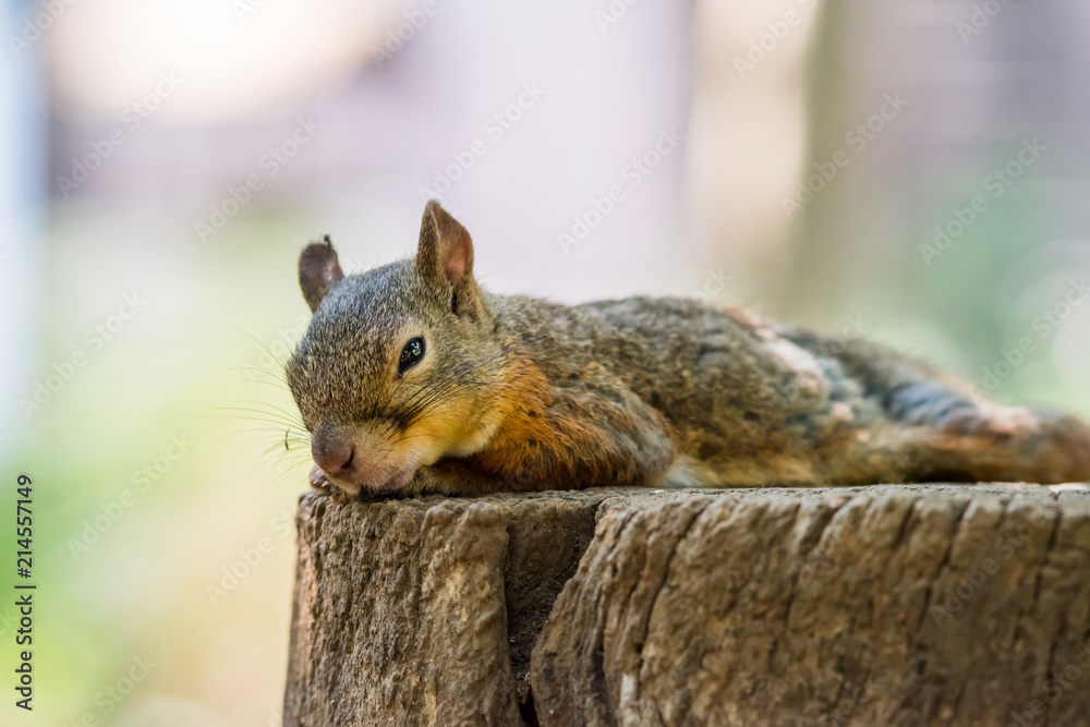 Obraz premium 切り株の上に寝そべるリス