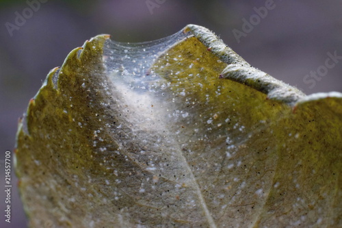 Spider mite colony, Tetranychus. Rose leaf covered with microscopic web of spider mite colony , Plant disease photo