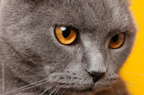 close up British cat