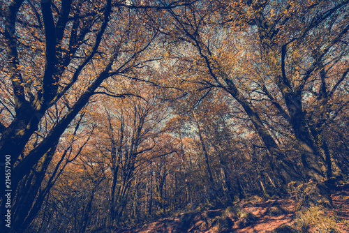 Wild forest at autumn,toned and filtered image effect