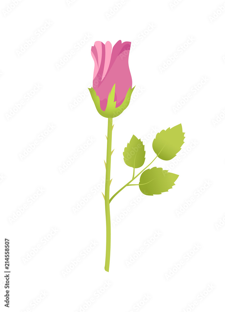 Pink Rose Flower Closed Bud Bossom Green Leaves Pink Rose Flower Closed Bud Bossom Green Leaves
