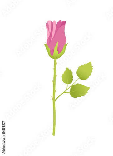 Pink Rose Flower Closed Bud Bossom Green Leaves