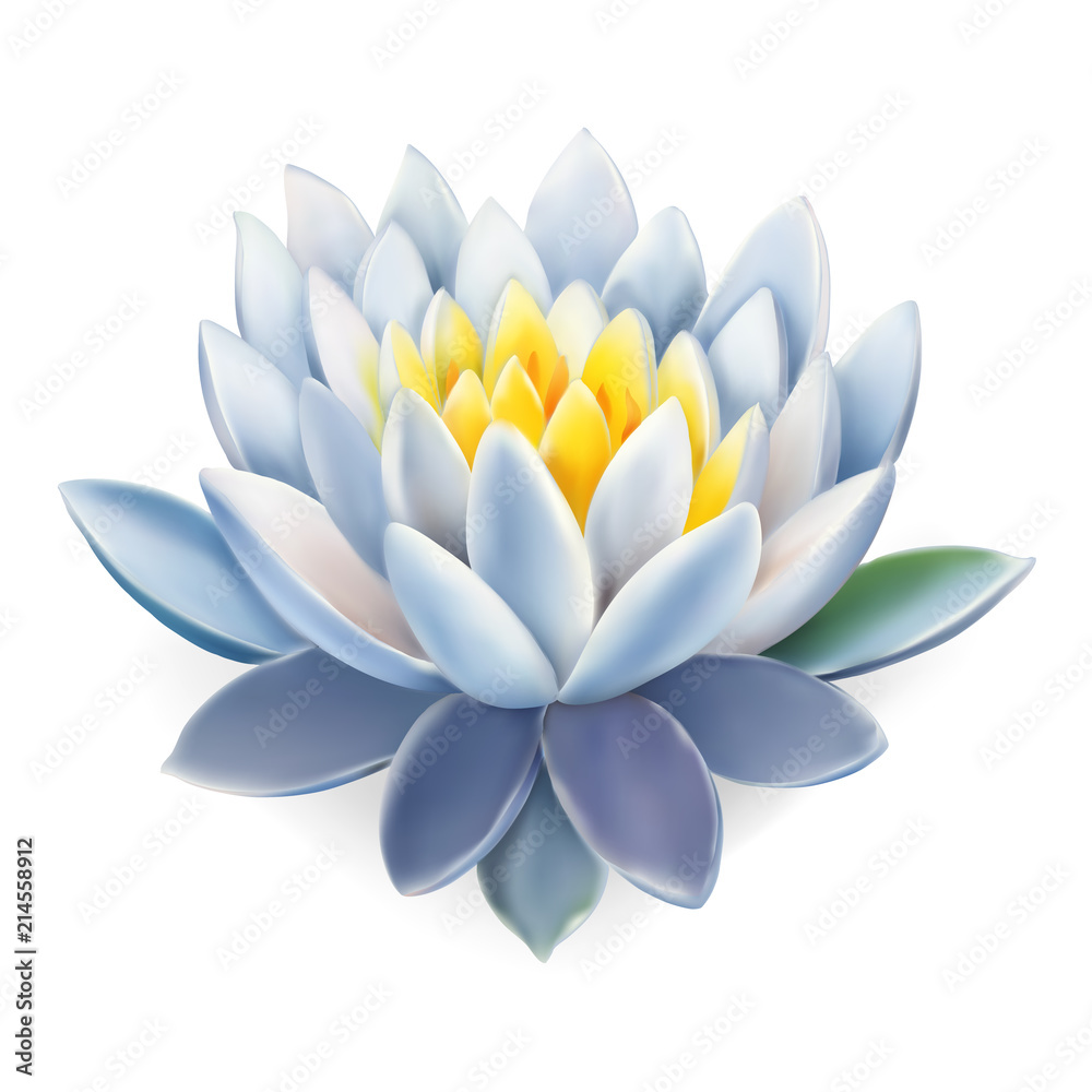 Water Lily, Nenuphar, Spatter-dock, Pink Lotus. Flower Isolated on White Background Illustration Vector. High detailes realistic icon