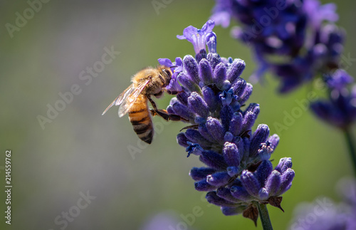 Honey bee gathering pollen from a lavender flower, close-up © DGC