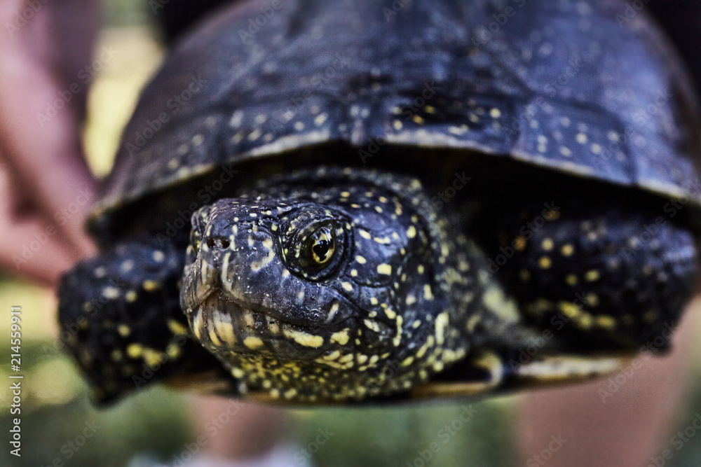 Small turtle in grass outdoor Small turtle in grass outdoor