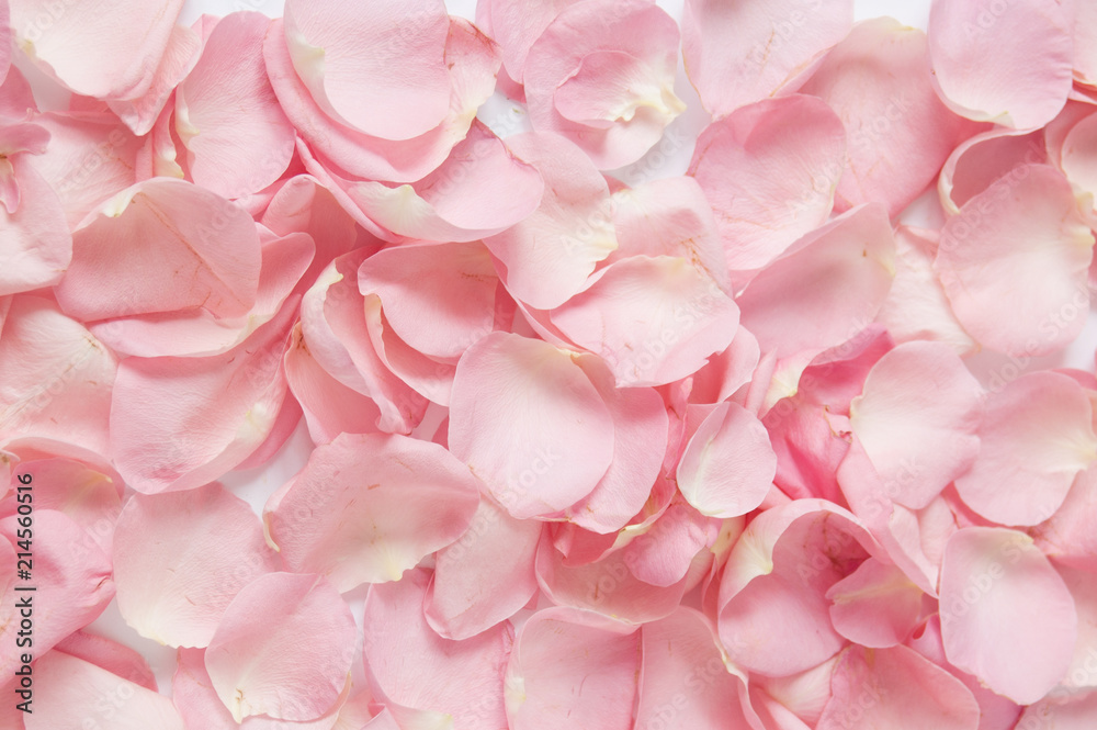 Naklejka premium różowe płatki róż