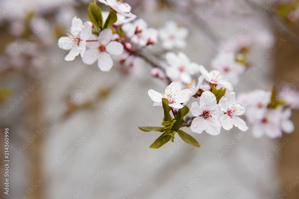 Branch with blooming flowers on blurred background Branch with blooming flowers on blurred background