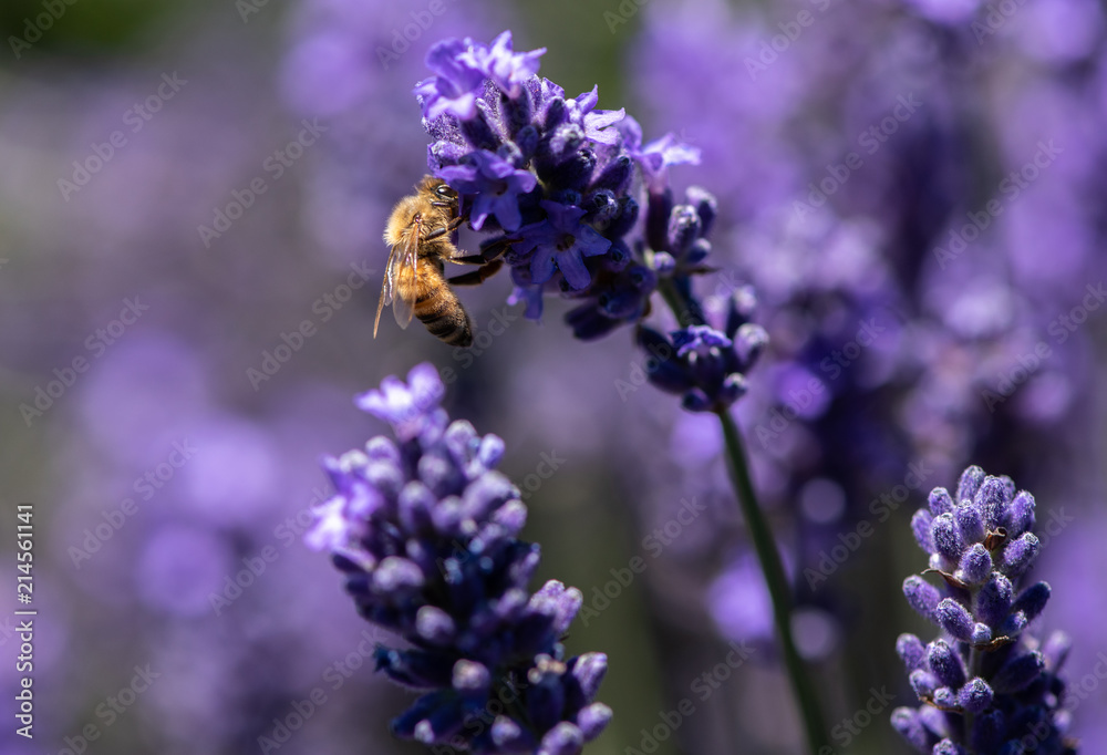 Honey bee collecting pollen from a lavender flower Honey bee collecting pollen from a lavender flower