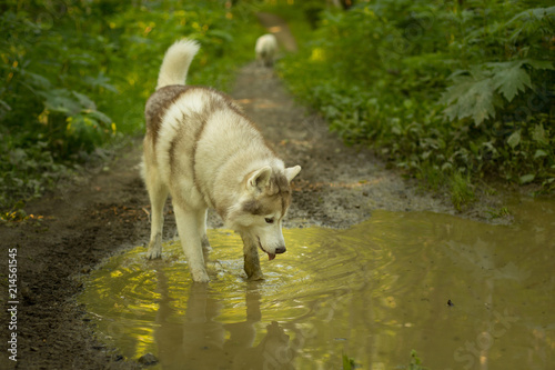 Portrait of beige dog breed siberian husky drinking water from the muddy puddle in the forest