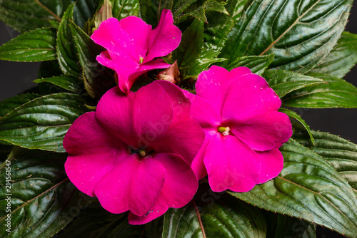 Edellieschen, Impatiens Neuguinea
