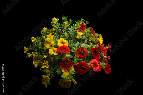 Calibrachoa, Trio II