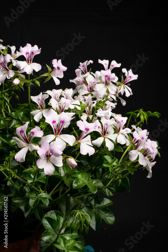 Geranie, Pelargonium-Peltatum, Hybriden III