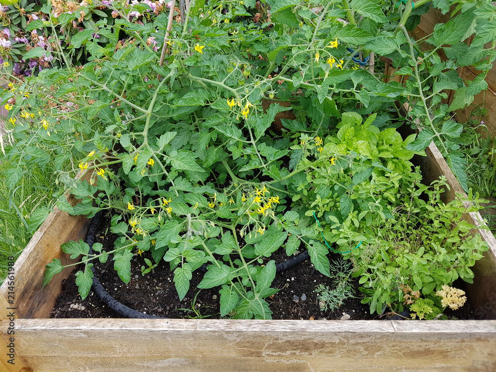 Pflaumen-Buschtomate, Romello, F1, Tomate, Lycopersicon, esculentum Pflaumen-Buschtomate, Romello, F1, Tomate, Lycopersicon, esculentum