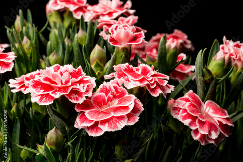 Gartennelke  Dianthus II