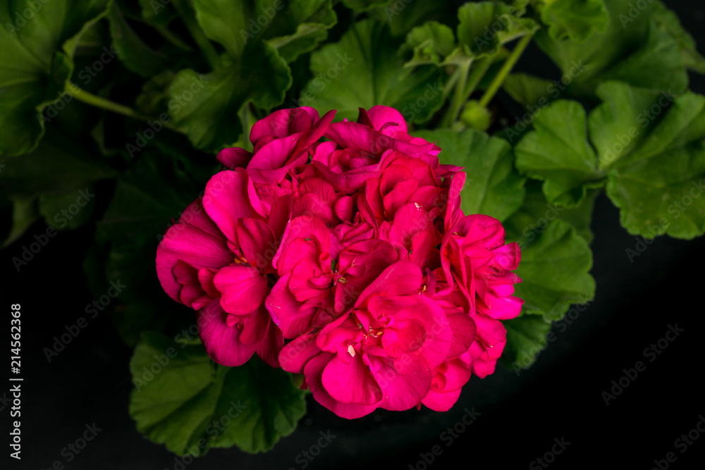 Fototapeta premium Pelargonium, Zonale-Hybriden IV