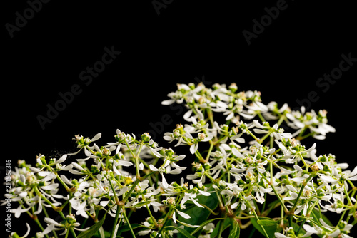 Zauberschnee, Euphorbia Diamond Frost I