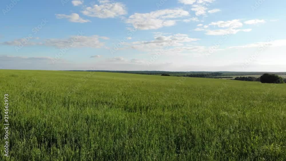 Flight over fields in the countryside in the summer. Aerial photography. 4K Flight over fields in the countryside in the summer. Aerial photography. 4K
