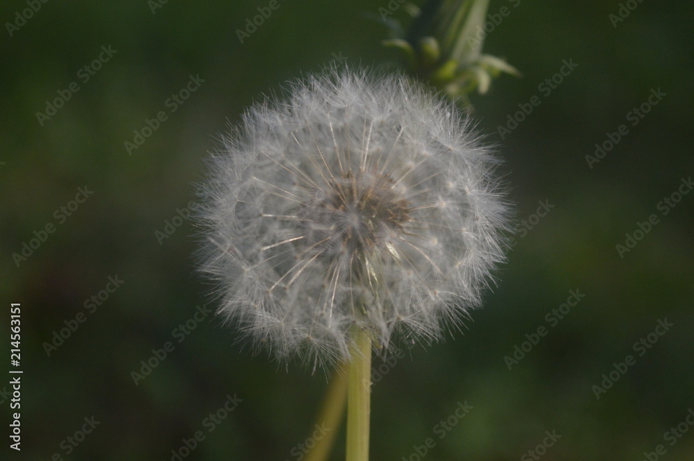 Fototapeta premium Relaxing Nature