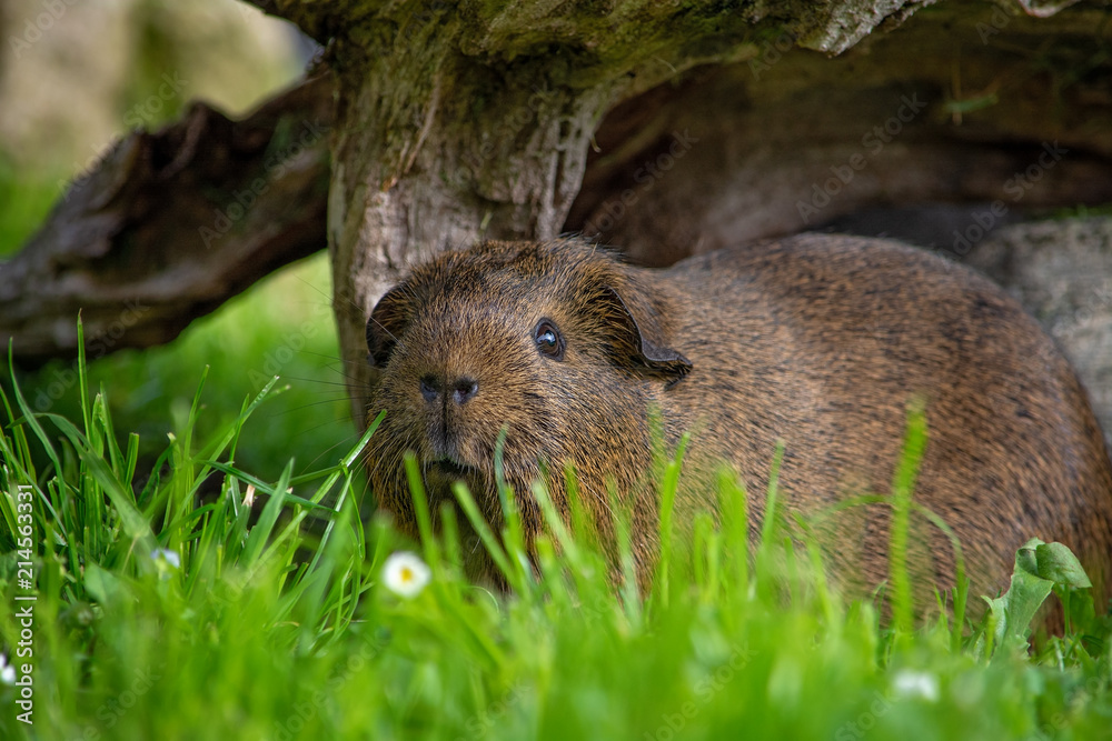 Wild Life Wild Life