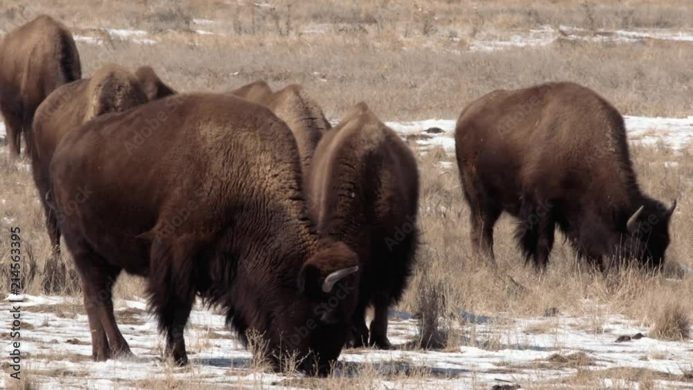 Bison graze on a cold winter morning in Colorado Bison graze on a cold winter morning in Colorado