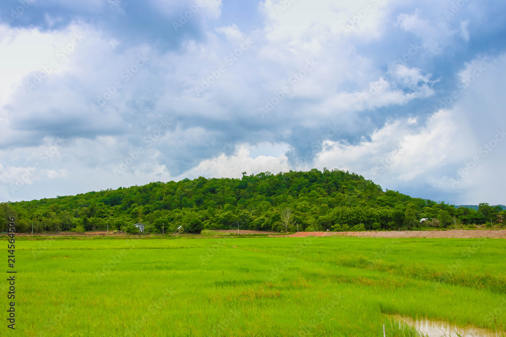 A green rice field with mountains and blue sky in the background.