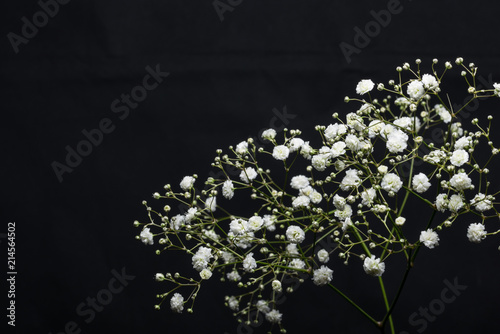 Schleierkraut, Gypsophila Paniculata photo