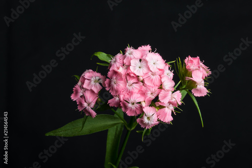 Bartnelken, Dianthus barbatus