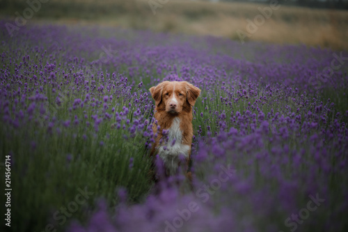 dog on a lavender field. Red pet in nature. Nova Scotia Duck Tolling Retriever outdoor