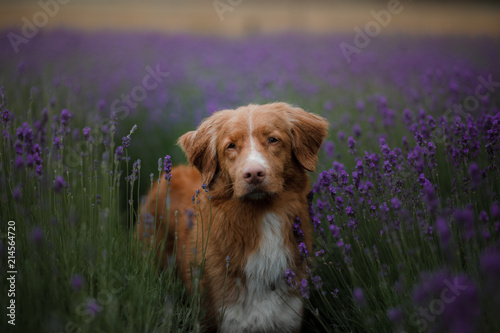 dog on a lavender field. Red pet in nature. Nova Scotia Duck Tolling Retriever outdoor