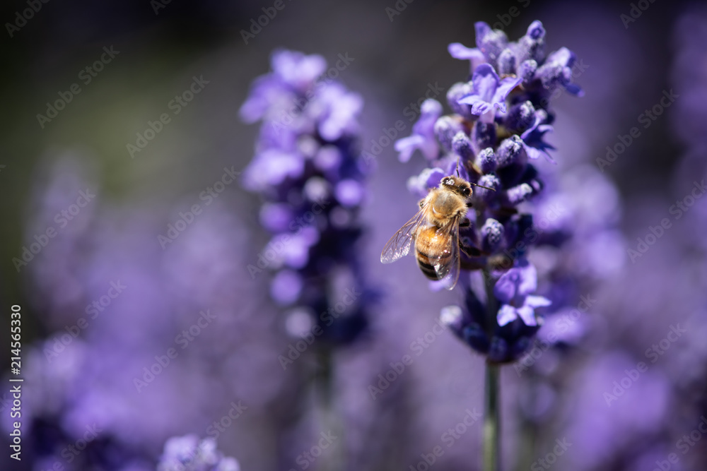 Fototapeta premium Close-up of a honey bee collecting pollen from a lavender flower
