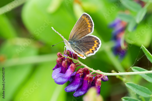 Butterfly on a flower in the wild on a blurry background © Windofchange64