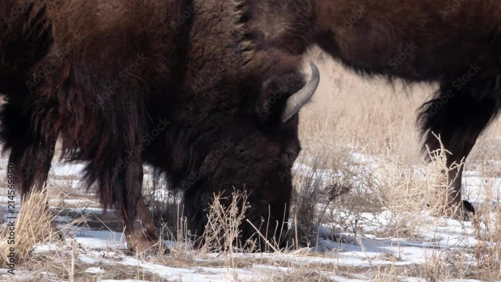 Bison graze on a cold winter morning in Colorado Bison graze on a cold winter morning in Colorado