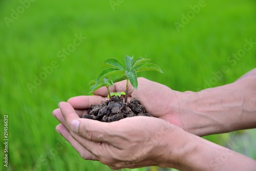 hand holding young plant with green nature background. concept ecology.