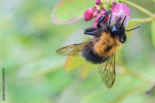 Macro Bee Flower