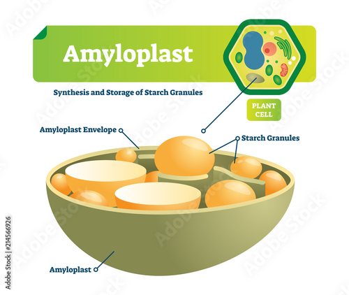 Amyloplast vector illustration. Labeled medical scheme with synhesis and storage of starch granules. Colorful diagram with envelope and plant cell. Microscopic cell structure. photo