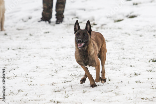 Portrait of a tervuren dog living in belgium © Eric