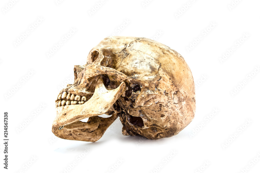 Fototapeta premium single skull isolated on white background