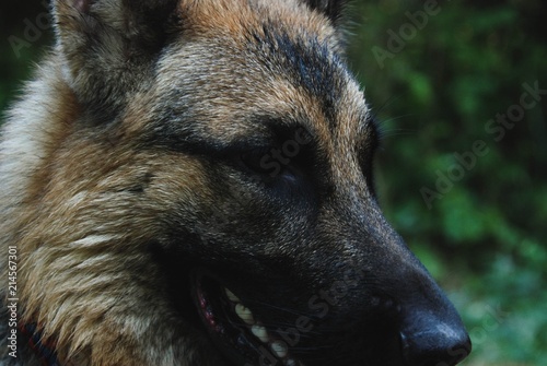 portrait of a dog, German shepherd, dog face, beautiful shepherd