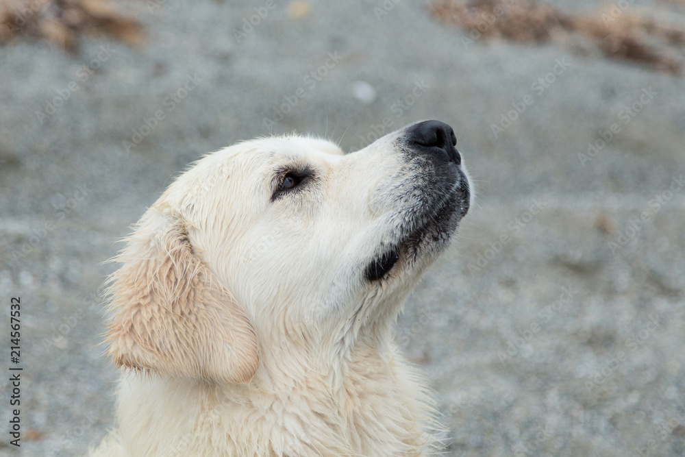 Close-up Portrait of wet and happy dog breed golden retriever on the sea shore.