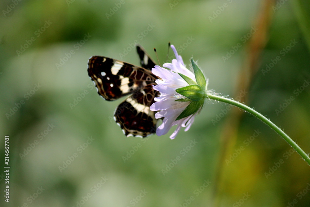 Motyl Motyl
