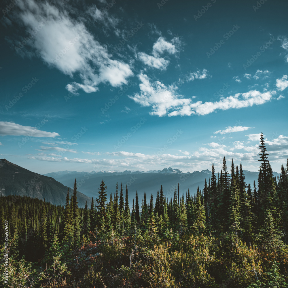 View from Mount Revelstoke across forest with blue sky and clouds. British Columbia Canada.