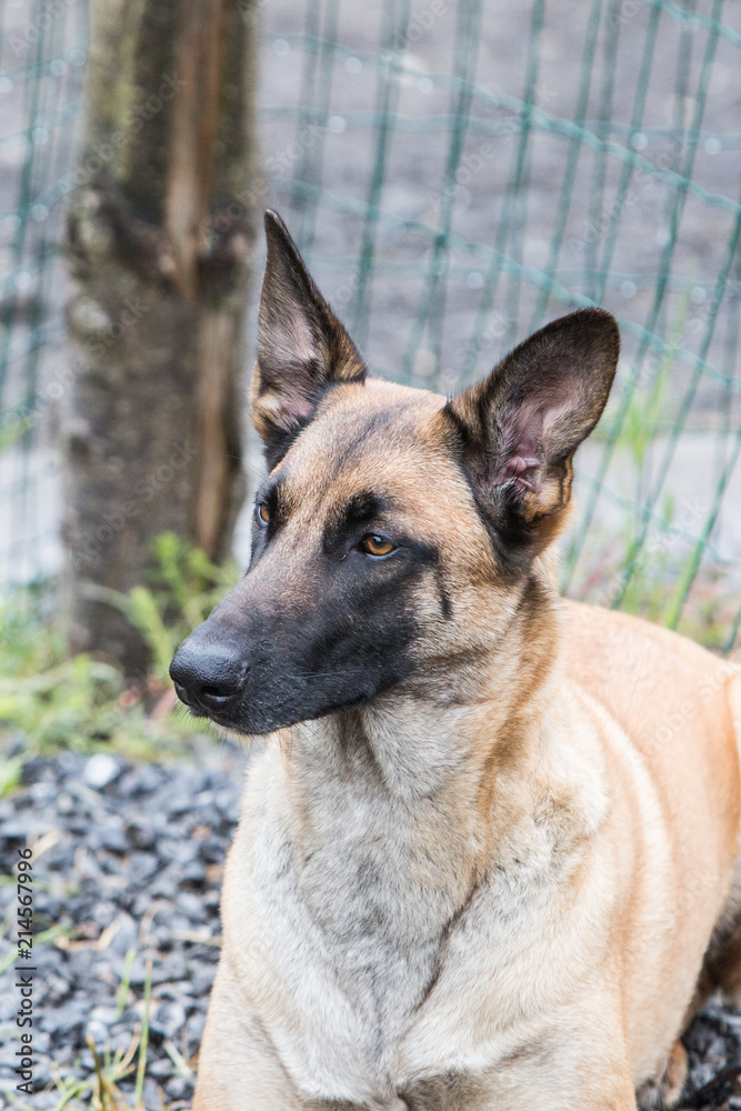 Portrait of a tervuren dog living in belgium Portrait of a tervuren dog living in belgium