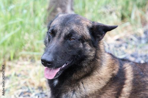 Portrait of a tervuren dog living in belgium