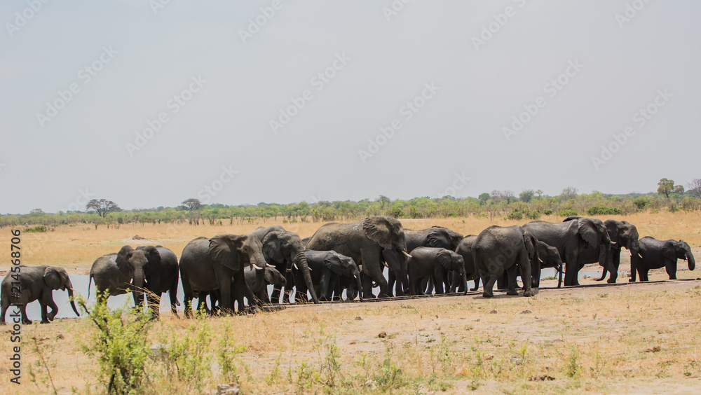 Elefanten in der Savanne vom in Simbabwe, Südafrika Elefanten in der Savanne vom in Simbabwe, Südafrika