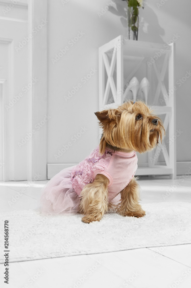 Dogs Cocktail Dresses