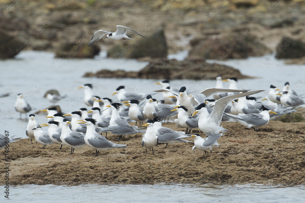 Sea birds resting on rocks