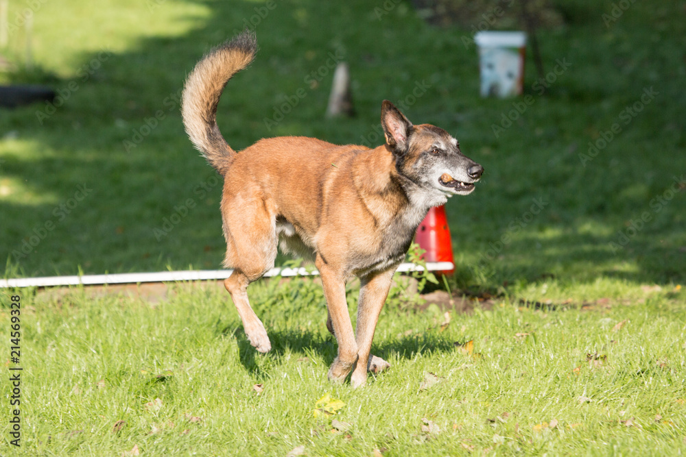 Portrait of a tervuren dog living in belgium Portrait of a tervuren dog living in belgium
