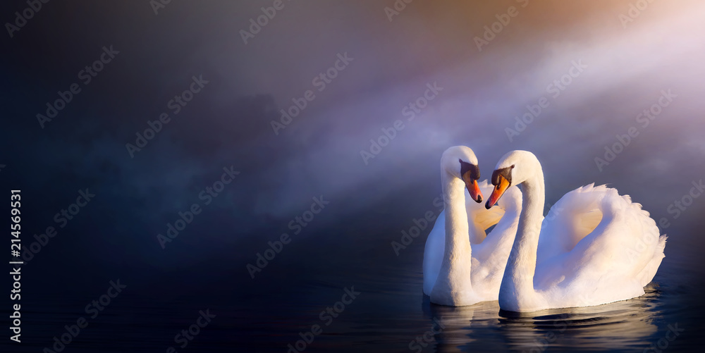 Obraz premium Sztuka piękny krajobraz romans; miłość para biały łabędź