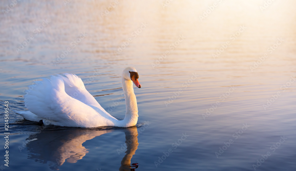 Naklejka premium art beautiful romance peaceful landscape; romance white swan